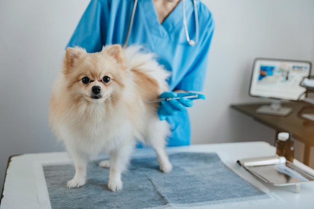 Laboratorios veterinarios Perros inyectores