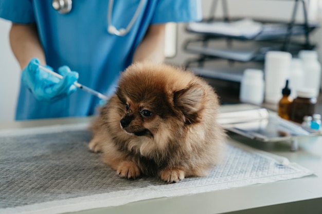 Laboratorios veterinarios Perros inyectores