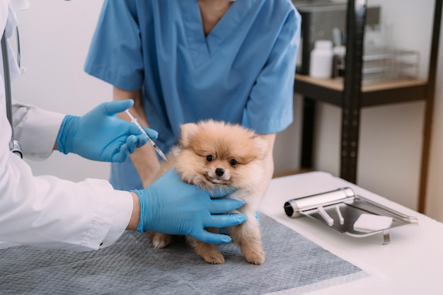 Laboratorios veterinarios Perros inyectores