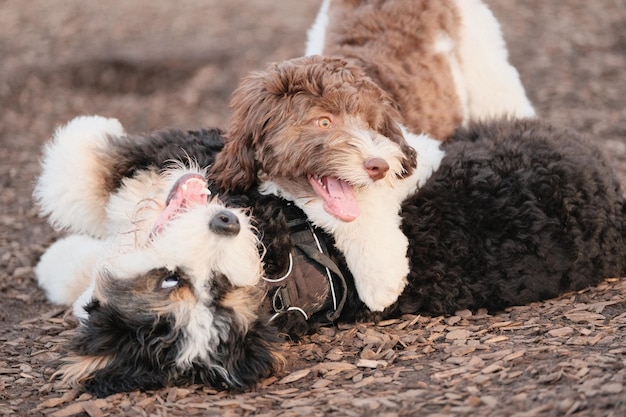 Labradoodles brincando juntos no chão