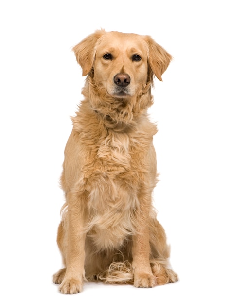 Labrador con 3 años. Retrato de perro aislado