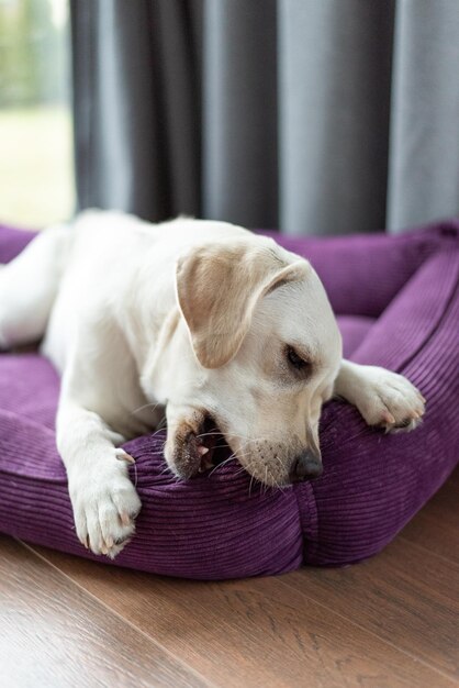 Labrador 7 Monate liegt auf lila Liege aus Samtstoff Welpe versucht das Kissen zu zerbrechen