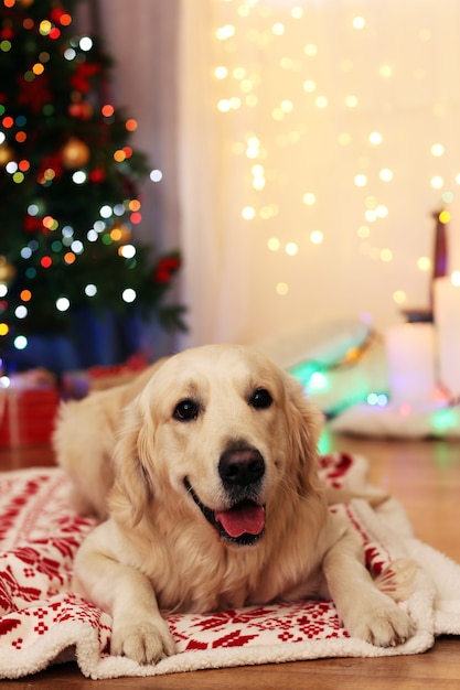 Labrador acostado sobre cuadros escoceses sobre un piso de madera y una superficie de decoración navideña