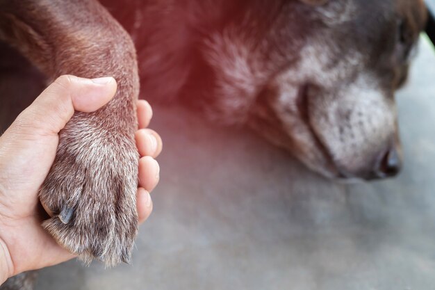 Labrador acostado sobre la mesa revisada por un veterinario