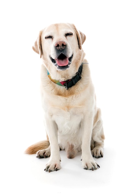 Labrador amarelo com a língua estendida contra um fundo branco