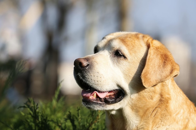 Labrador amarillo en el parque en un día soleado