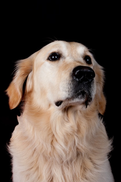 Labrador-Apportierhund auf Schwarzem