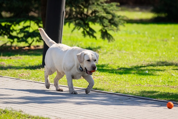 Labrador-Apportierhundhund mit Ball