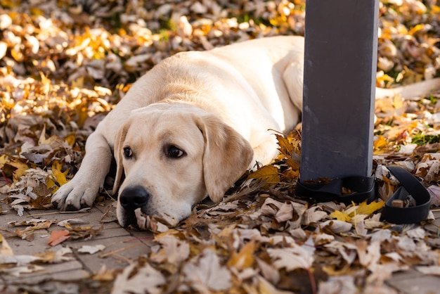 labrador atado y esperando cerca del poste.