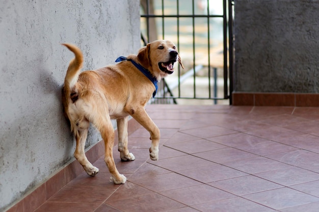 Labrador atende a casa correu para uma reunião feliz