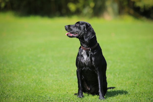 Foto labrador atento