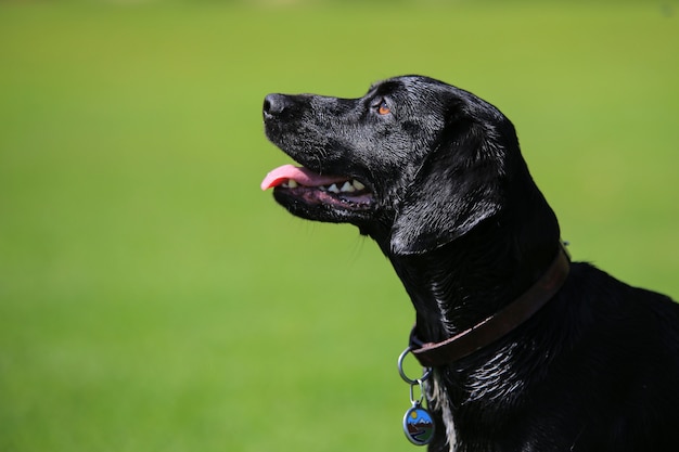 Labrador aufmerksam