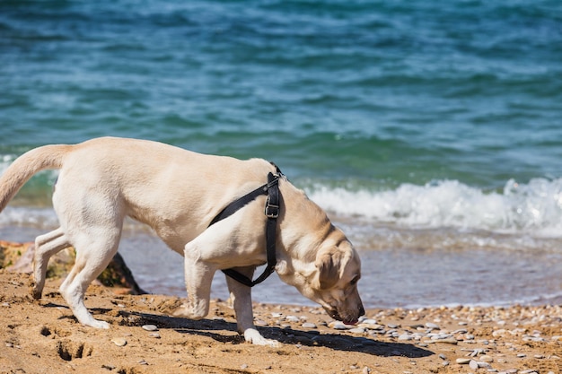 Foto un labrador blanco en un arnés está buscando algo en la arena de la playa