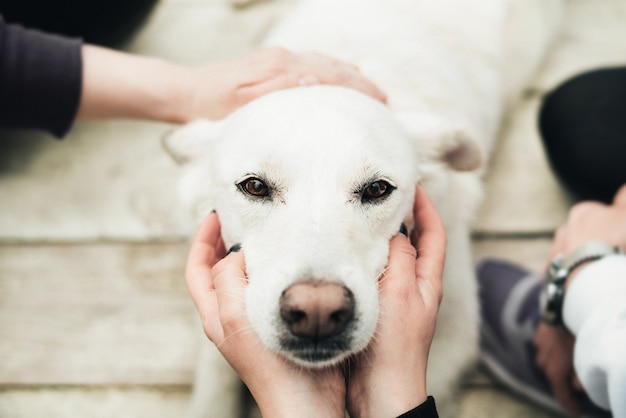 labrador blanco se sienta en un piso de madera y la gente alrededor del perro acaricia la cabeza. El perro es amigo del hombre. Confianza y amistad