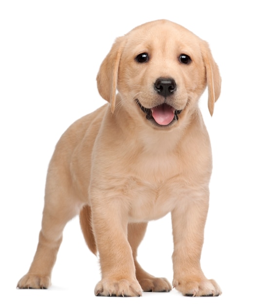 Foto labrador cachorro, 7 semanas de edad,