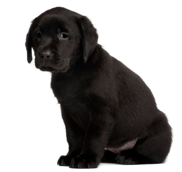 Labrador cachorro, 7 semanas de edad,