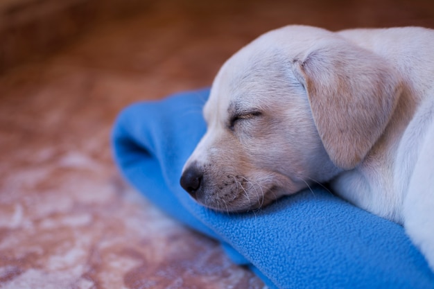 Foto labrador cachorro, rubio, dormido en su manta azul en casa.