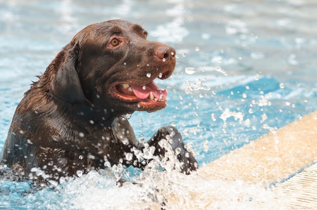 Labrador chocolate, descansar, ligado, poolside