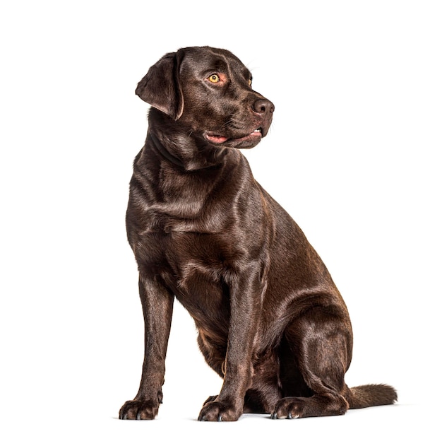 Labrador chocolate mirando hacia otro lado aislado en blanco