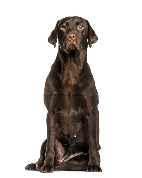 Labrador chocolate sentado contra el fondo blanco.