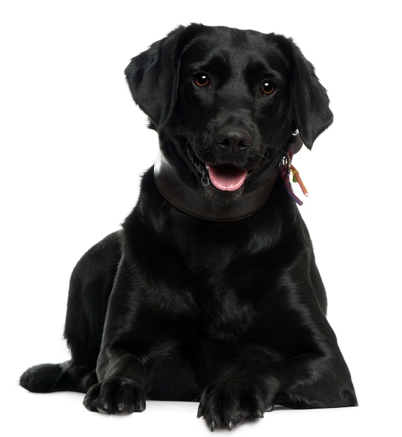 Foto labrador com 2 anos. retrato de cachorro isolado