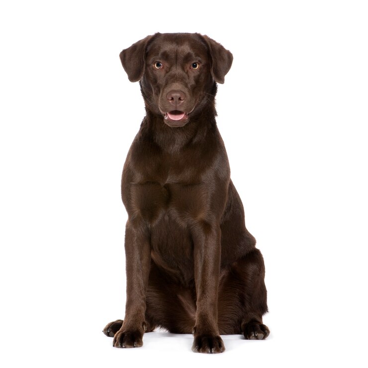 Foto labrador com 8 meses. retrato de cachorro isolado