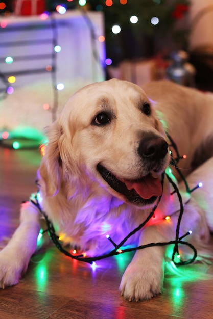 Labrador deitado com festão no chão de madeira e fundo de decoração de Natal