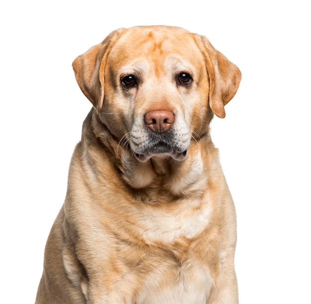 Foto labrador, der kamera gegen weißen hintergrund betrachtet