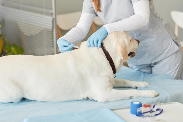 Labrador doente na mesa médica em clínicas veterinárias durante a injeção