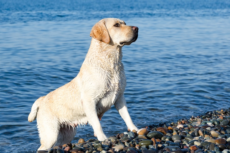 Foto labrador dourado fica na praia do mar