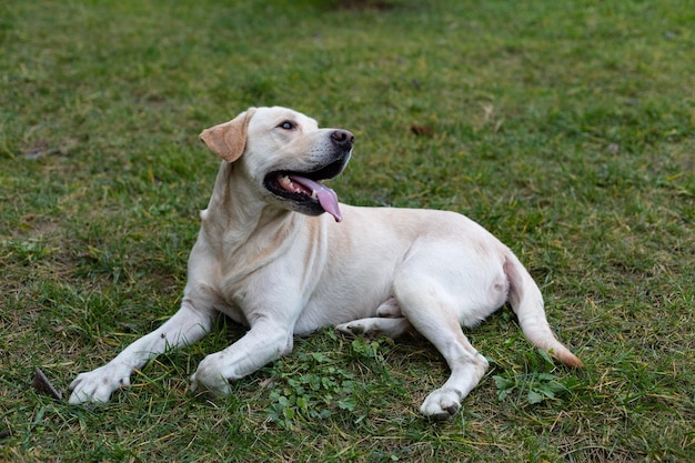 Labrador em uma caminhada no parque