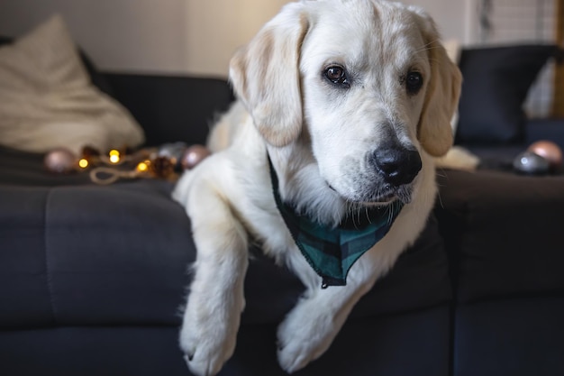 Labrador fechado em um sofá com decoração de Natal