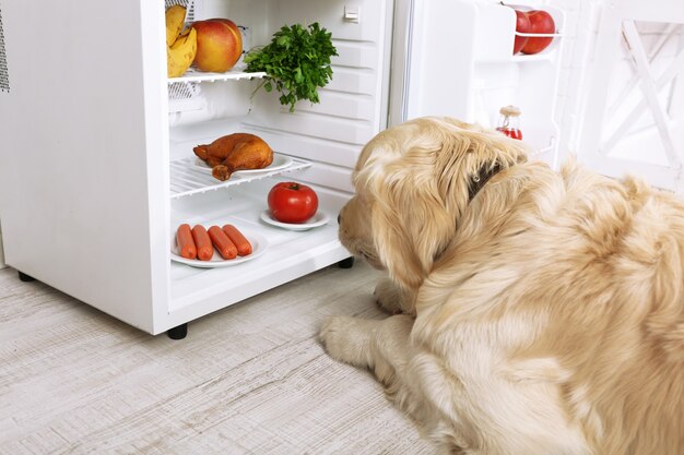 Labrador fofo perto da geladeira na cozinha