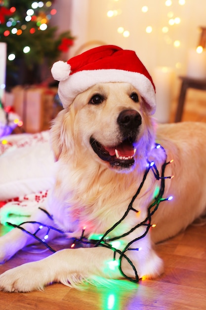 Labrador con gorro de Papá Noel con guirnalda sobre piso de madera y fondo de decoración navideña