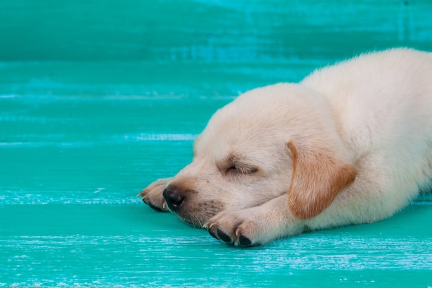 Labrador-Hündchen auf hölzernem Hintergrund