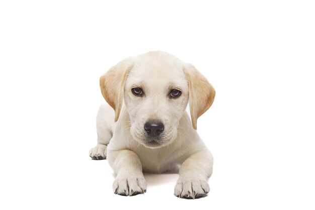 Labrador-Hündchen auf weißem Hintergrund x9