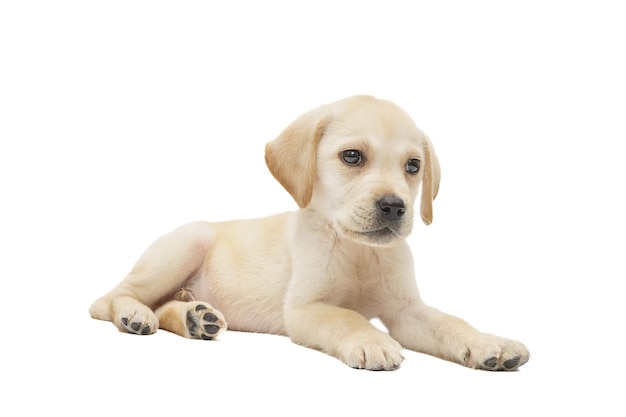 Labrador-Hündchen auf weißem Hintergrund