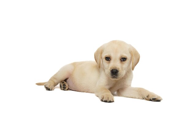 Labrador-Hündchen auf weißem Hintergrund