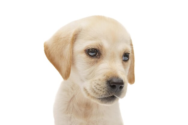 Labrador-Hündchen auf weißem Hintergrund