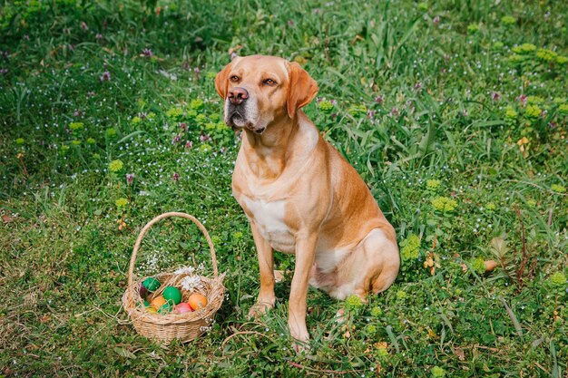 Labrador-Hund, der mit Ostereiern auf dem Rasen auf dem Gras-Ostern-Haustierkonzept sitzt