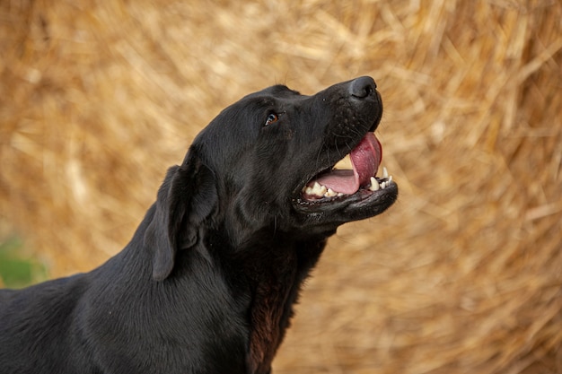 Labrador Hund Nahaufnahme Portrait mit Landschaftskulisse