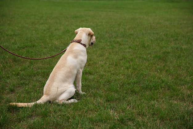 Labrador Hund sitzt auf Gras