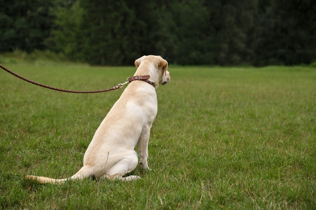 Labrador Hund sitzt auf Gras