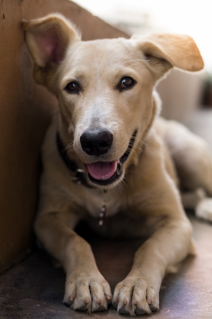 Labrador Hund