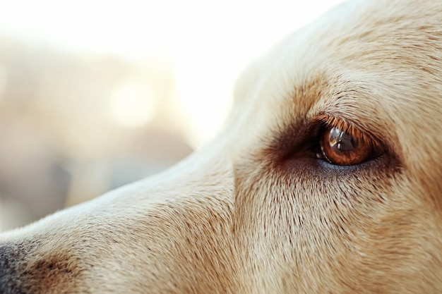 Labrador-Hundeauge auf unscharfem Hintergrund, Nahaufnahme