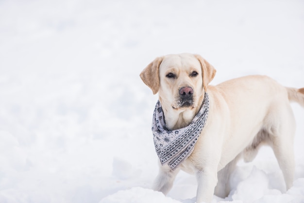 Labrador Hundeporträt