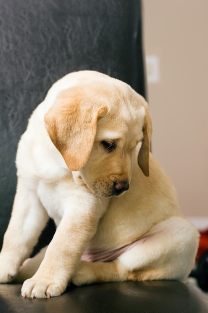 Labrador-Hundewelpe, der im Stuhl sitzt