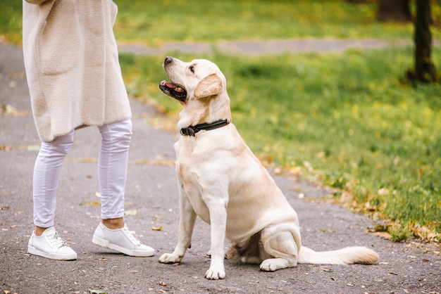 Labrador im Park im Herbst. Hundetraining.