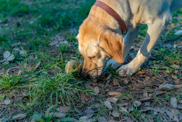 Labrador jugando con una pelota en el bosque