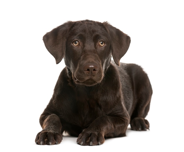 Labrador liegt vor einer weißen Wand